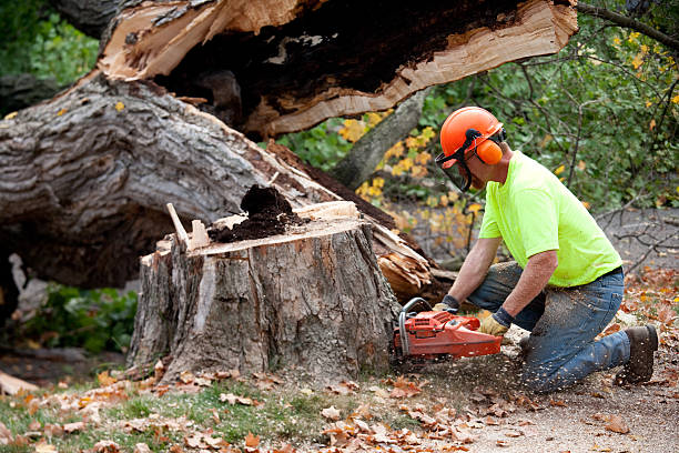 Mulching Services in East Providence, RI